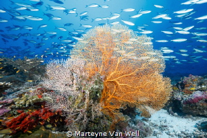 The Aquarium by Marteyne Van Well 